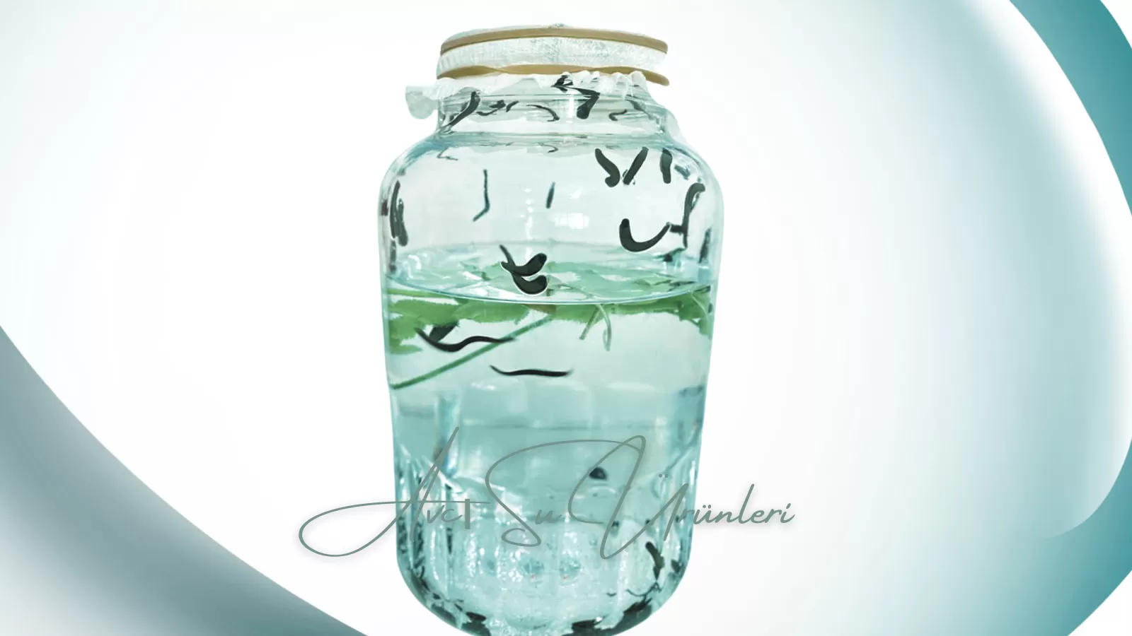 Tıbbi Sülük (Botox Boy)