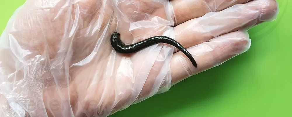 Tıbbi Sülük (Doktor Boy)